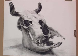 Bone-of-cattle